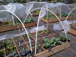 Raised Bed Garden in Spring Little Kitchen Food Shelf